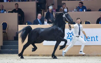 🖤🐴 Treffen Sie unseren blendenden neuen Stern 🖤