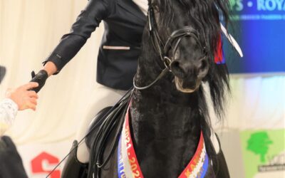 Welcome Hardy: Our New Friesian Sport Stallion!