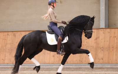 Ingrid Truijens Fängt die Essenz der Friesischen Sterne von Cayenne Stables ein