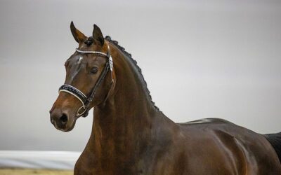 Cayenne Stables Launches Breeding Conditions and Insemination Order Page Online