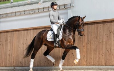 Officially approved KWPN stallion Olaf Official has arrived!
